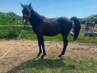 Horse (M), Hucul pony — photo 5