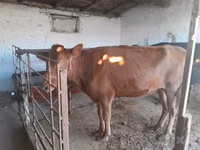 بقرة, Red Estonian cattle — الصورة 3