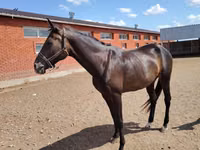 حصان, Akhal-Teke — الصورة 8
