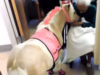فرس, Palomino — الصورة 2