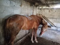 Mare, Swedish warmblood horse — photo 1