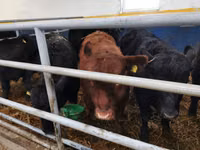 Bulle, Aberdeen-Angus — Foto 1