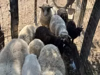 Sheep, Merino sheep — photo 5