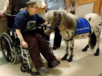 Horse (M), Miniature horse — photo 3