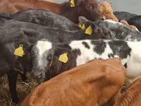 मवेशी (लॉट, लिंग निर्दिष्ट नहीं), Simmental cattle — फ़ोटो 4