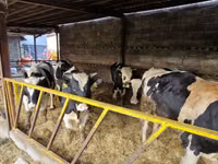 Bull, Holstein breed — photo 2