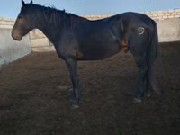 Horse (M), Kushum Horse — photo 5