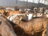 Rinder (Partie, Geschlecht nicht angegeben), Simmental cattle — Foto 3