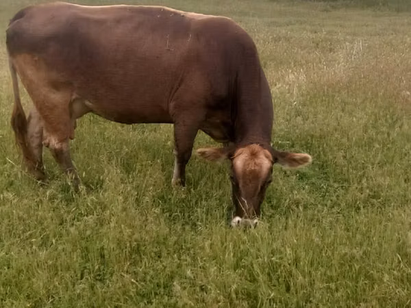 Cow, Alatau breed