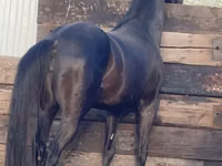 Mare, Anglo-Arabian — photo 3