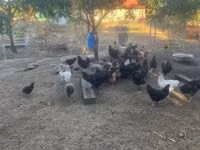 gallina danesa — foto 6