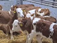 मवेशी (लॉट, लिंग निर्दिष्ट नहीं), Simmental cattle — फ़ोटो 4