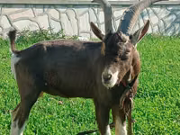 Ziege, Toggenburg goat — Foto 2