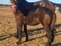 घोड़ा, Percheron — फ़ोटो 1
