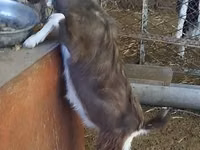 Ziegenbock, Toggenburg goat — Foto 1