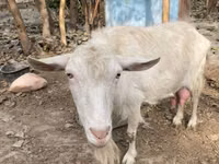 عنزة, Fergana goat — الصورة 5
