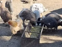 Guinea fowl — الصورة 6