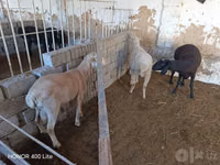 Sheep, Merino sheep — photo 2