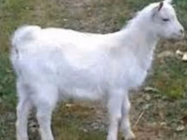 Ziegenbock, Saanen goat