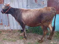 गाय, Russian Black pied cattle — फ़ोटो 5