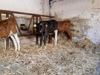 Bull, Simmental cattle — photo 3