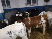 मवेशी (लॉट, लिंग निर्दिष्ट नहीं), लिमोज़िन गाय — फ़ोटो 3