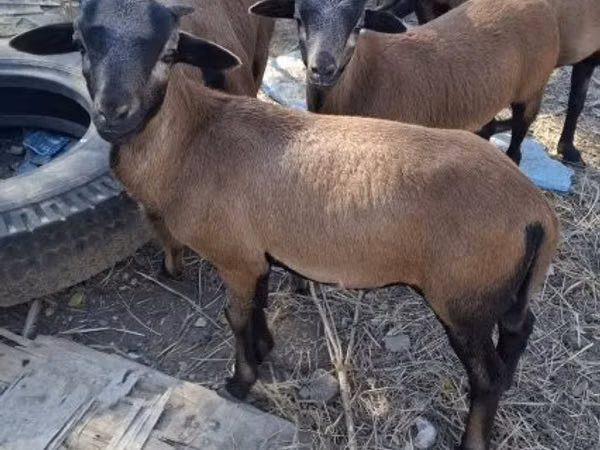 كبش, Cameroon sheep