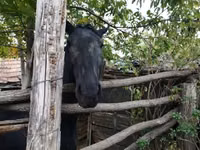 Mare, Nonius horse — photo 3