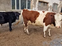 Kuh, Swiss cattle — Foto 4