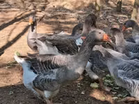 Geese — الصورة 6
