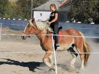 Horse (M), Horses — photo 4