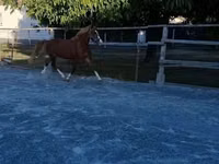 घोड़ा, Welsh Cob — फ़ोटो 6