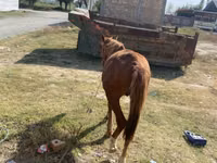 Caballo, Chilean horse — foto 3