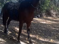 Horse (M), Friesian sport horse — photo 4