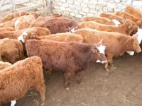 गाय, कल्मिक नस्ल — फ़ोटो 1