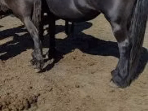 فرس, Friesian