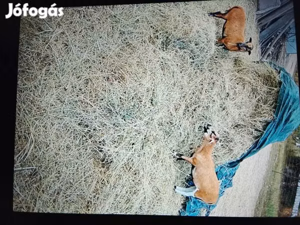 Sheep, Cameroon sheep