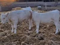 सांड, Charolais cattle — फ़ोटो 7