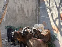 Cabro, Cabras — foto 1