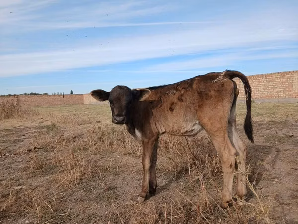 بقرة, Swiss cattle