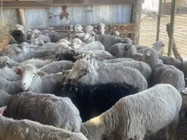 Schaf, Schafe