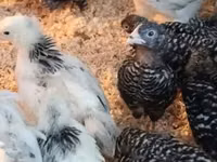 Chickens — Foto 3