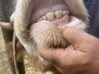 Vaca, Swiss cattle — foto 3