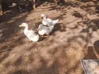 Ducks — الصورة 2