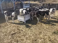 Vaca, Ganado vacuno — foto 5