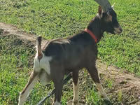 Ziege, Toggenburg goat — Foto 1