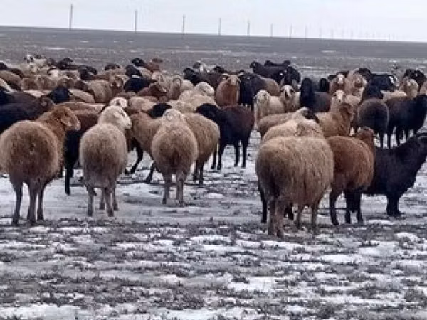 كبش, الأغنام