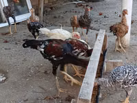 Chickens — الصورة 5