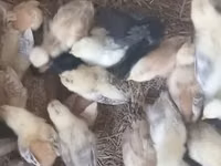 Chickens — Foto 8