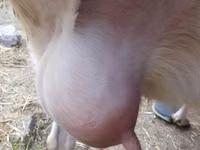 عنزة, Saanen goat — الصورة 1